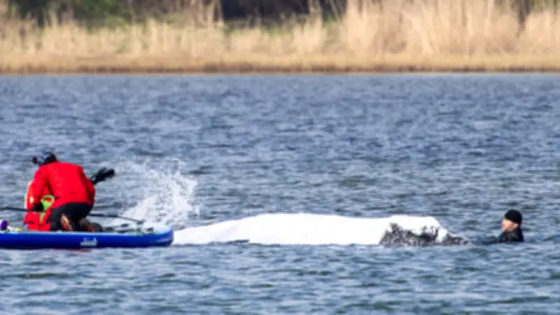 Walforscher: Timmy-Rettung im freien Wasser unmöglich