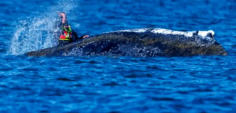 Walrettung in der Ostsee: Sollte »Timmy« gerettet werden oder unsere mentale Gesundheit?