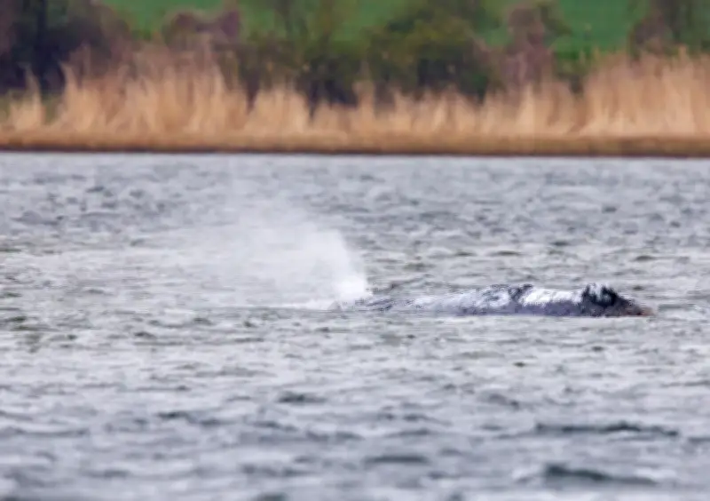 Walrettung vor Poel: Experten warnen vor zu viel menschlichem Eingreifen