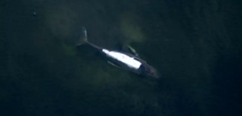 Walrettung vor Poel verzögert sich: Initiative kritisiert Behörden, diese verweisen auf Sonderregelung