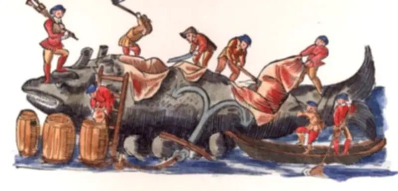 Walstrandungen im Mittelalter: Warum Kadaver begehrt waren