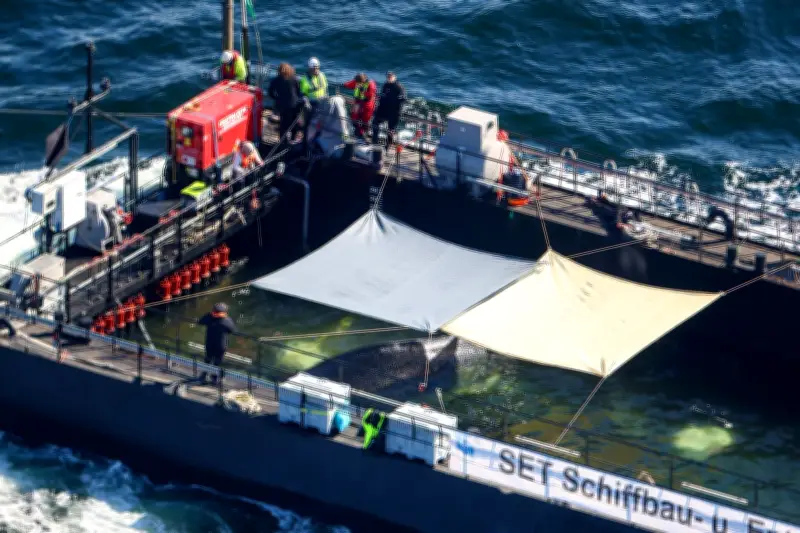 Waltransporter noch weit von Nordsee entfernt: Sturm droht