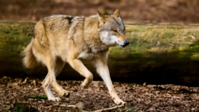 Warnung vor Wolfsattacken: Experte warnt vor Gefahr bei Osterspaziergängen