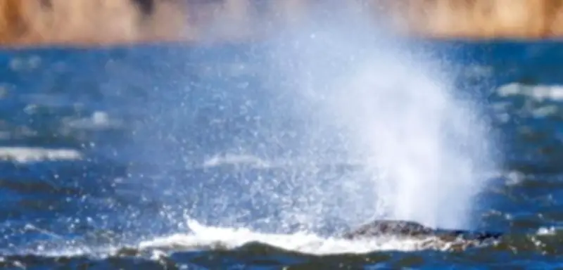 Warum der gestrandete Wal Timmy so viele Menschen bewegt