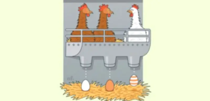 Warum Hühner weiße und braune Eier legen: Das Geheimnis der Eierfarbe