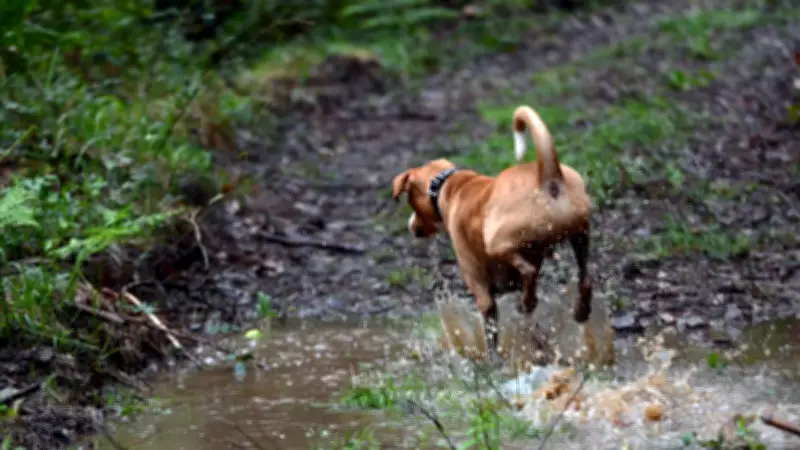 Warum Hunde Kot und Aas fressen: Ekelhafte Leidenschaft verstehen