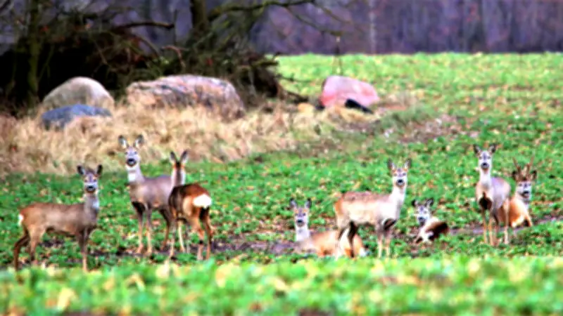Warum Jäger Rehe falsch bezeichnen: Ein Naturspaziergang