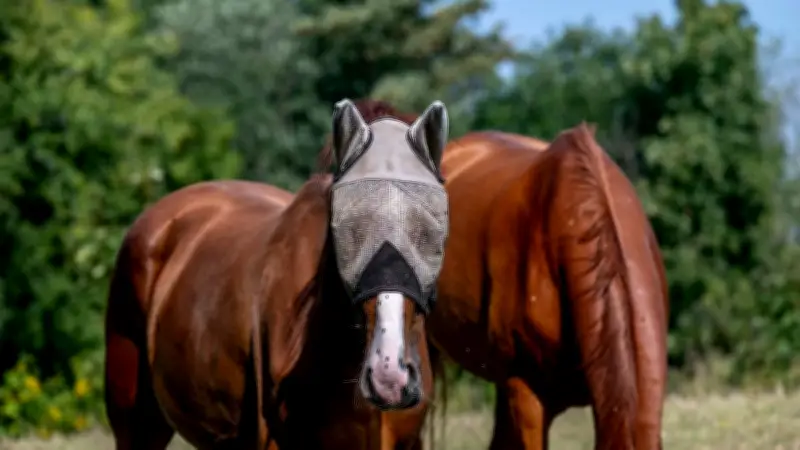 Warum Pferde im Sommer Masken und Zebra-Decken tragen: Schutz vor Insekten
