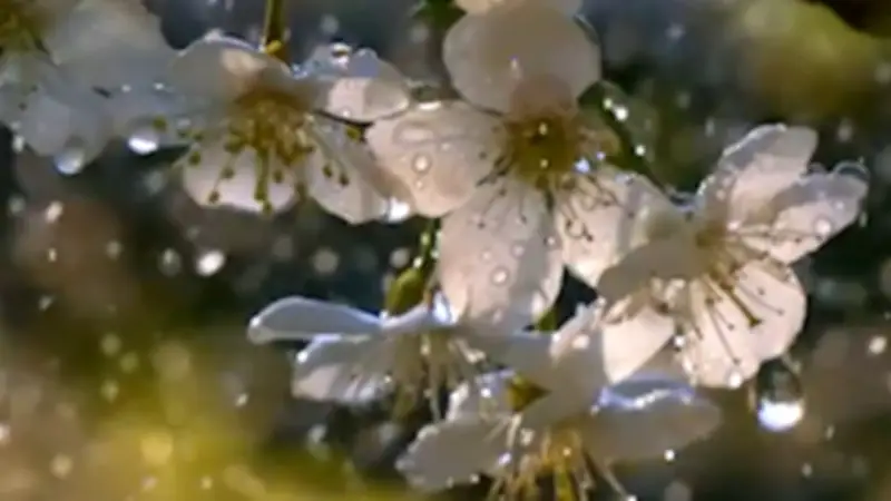 Warum Regen so gut riecht: Die geheime Duft-Regel der Natur