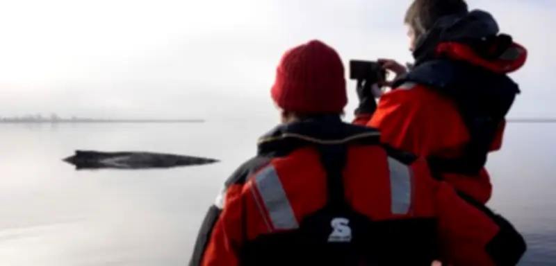 Warum trauern wir mehr um Tiere als um Menschen? Eine kritische Betrachtung