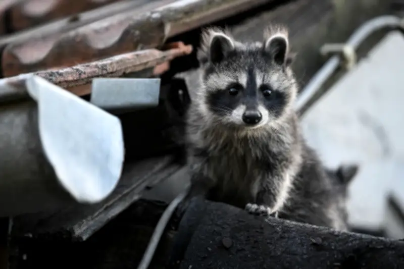 Waschbären in Berlin: Anpassungskünstler als ungeliebte Nachbarn