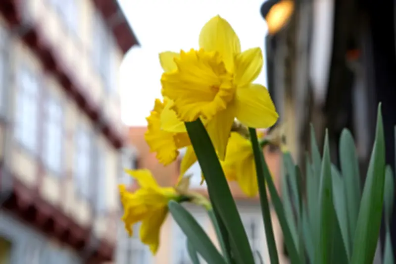 Wechselhaftes Osterwetter in Mitteldeutschland: Sonne, Schauer und milde Temperaturen