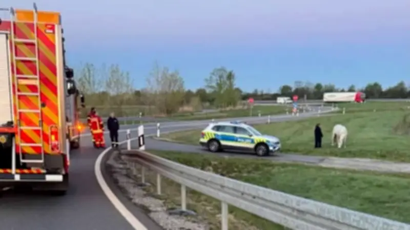 Weiße Stute an A9-Auffahrt entdeckt: Tierrettung in Thurland