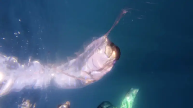 Weltuntergangs-Fisch im Golf von Mexiko gesichtet: Taucherin filmt seltenes Omen