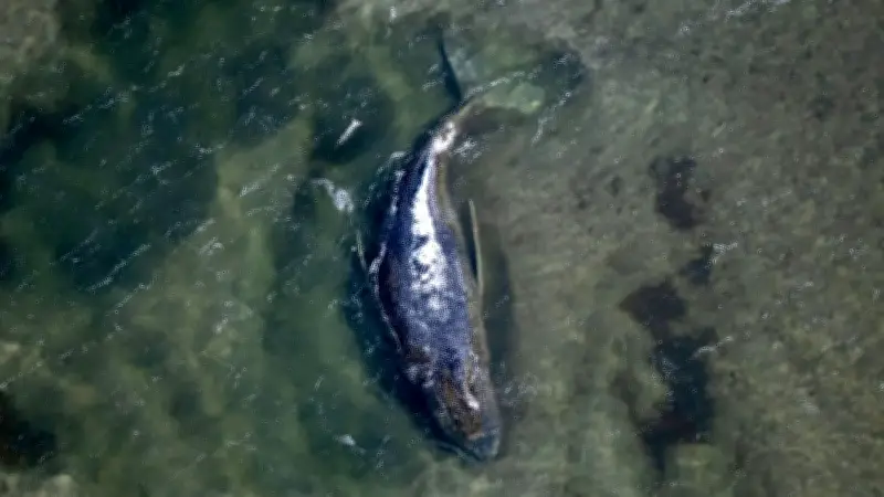 Wende im Ostsee-Wal-Drama: Meeresmuseum zieht sich zurück