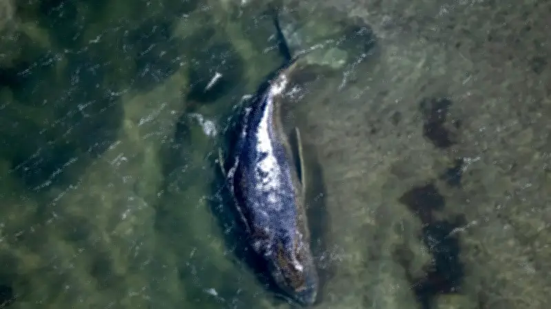 Wende im Wal-Drama: Meeresmuseum verweigert Obduktion