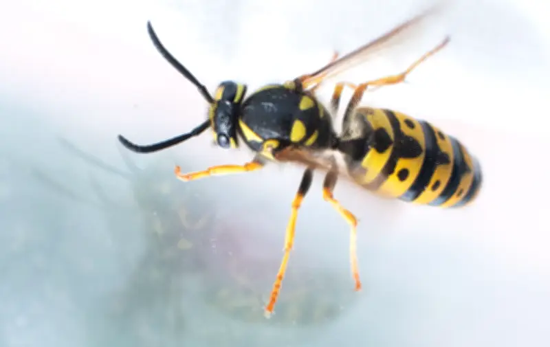 Wespen-Alarm im Auto: Ruhe bewahren und richtig handeln bei Insekten am Steuer