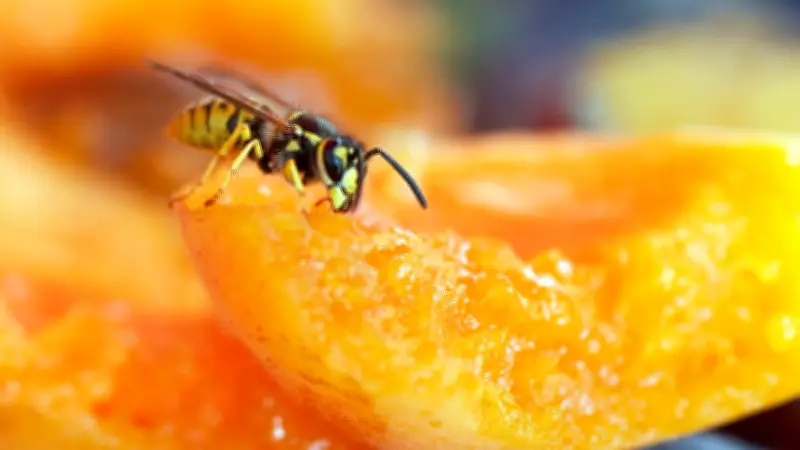 Wespen und Bienen: Häufigen Fehler unbedingt vermeiden