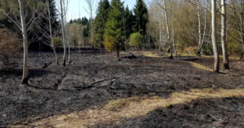 Wieder Brandstiftung im Wald südöstlich von München?
