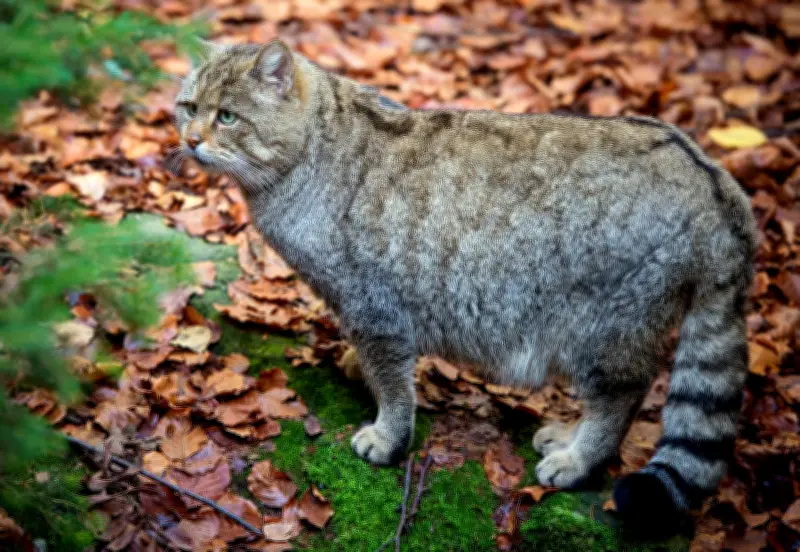 Wildkatzen in Brandenburg: BUND warnt vor falscher Hilfe für Jungtiere