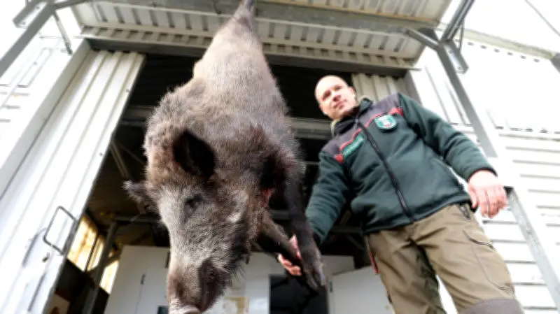 Wildschweine in Rostock: Sondergenehmigung für Abschüsse in Evershagen
