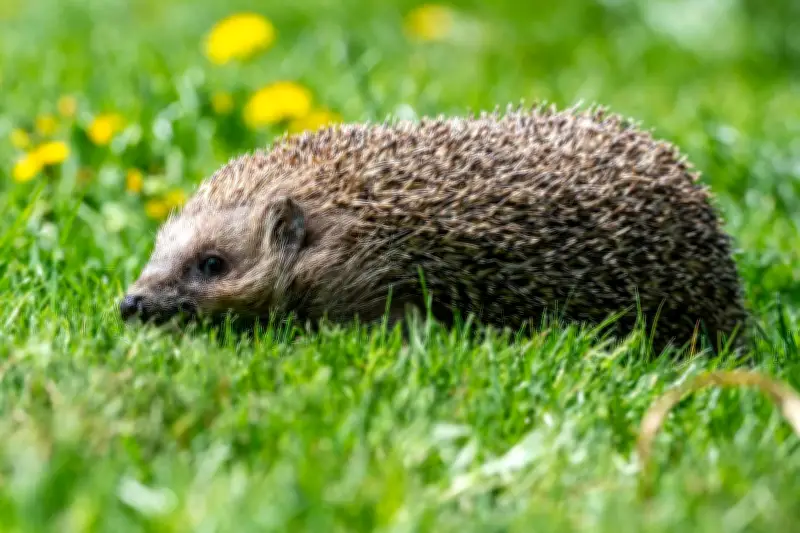 Wildtier-SOS-App: Digitale Ersthilfe für verletzte Tiere in der Natur