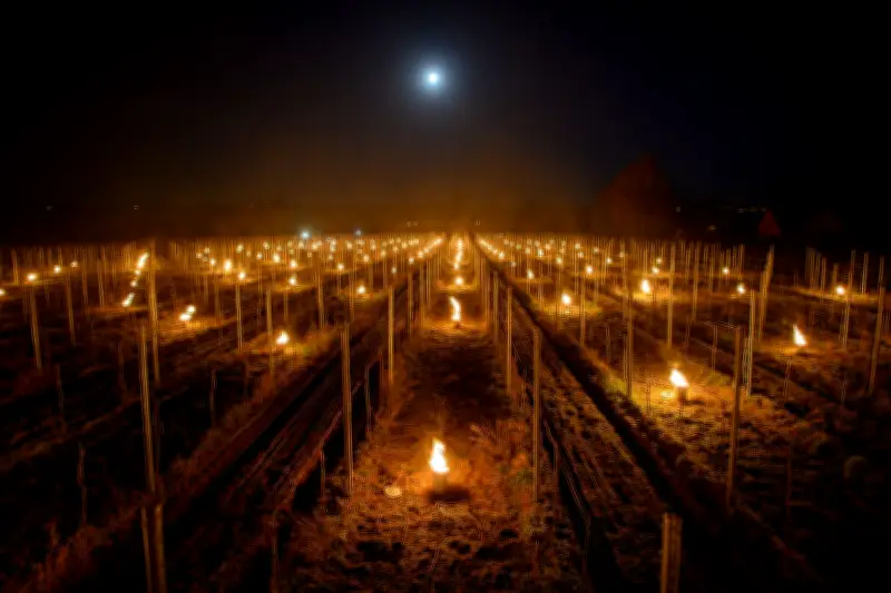 Winzer im Elbtal entzünden Frostschutzfeuer gegen drohende Spätfröste