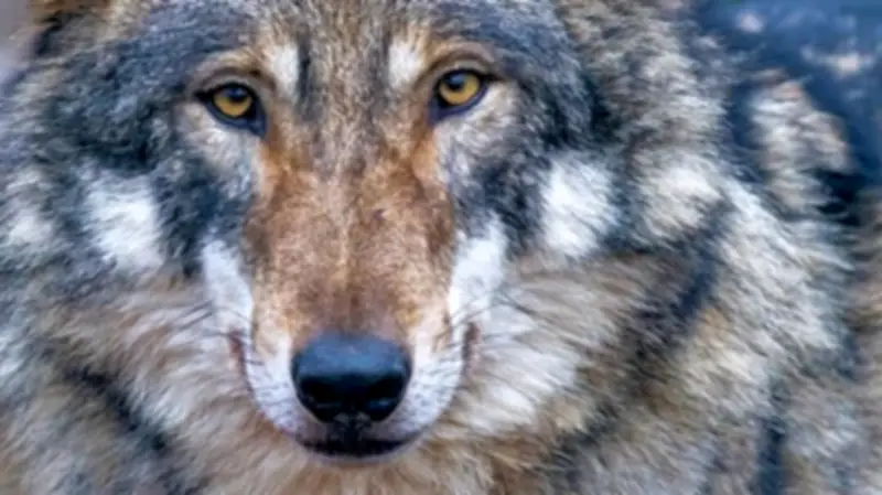 Wolf im Jagdgesetz: Geplante Änderung bringt kaum Erleichterung für Salzlandkreis