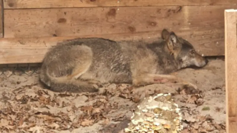 Wolf nach Attacke auf Frau wieder frei: Auswilderung mit Sender in Hamburg