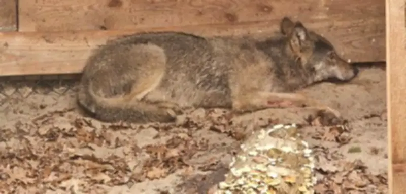 Wolf nach Attacke in Hamburg wieder ausgewildert: Sender überwacht Jungtier