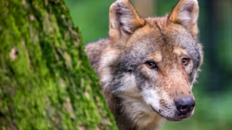 Wolfsangriff in Adamsdorf: Seltenes Fohlen getötet - Zucht bedrohter Rasse gefährdet