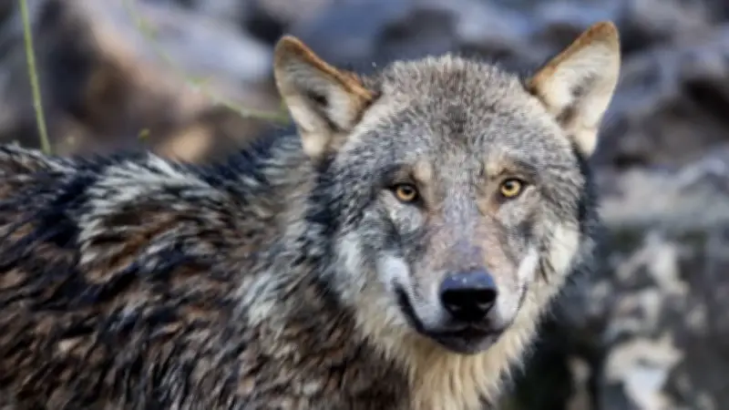 Wolfsrückkehr im Allwetterzoo Münster: Drei Jungtiere erkunden neues Gehege