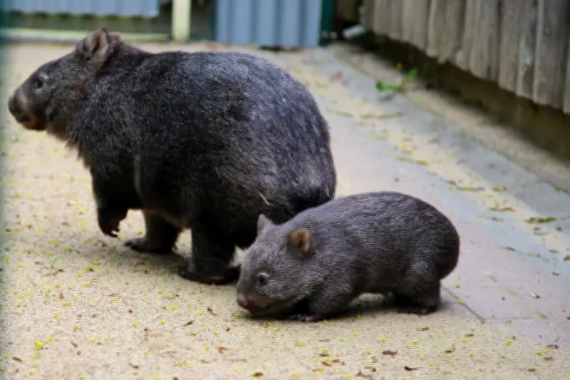 Wombat-Nachwuchs in Halle: Zoo feiert seltene Geburt