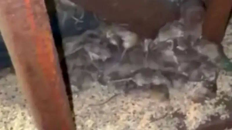 XXL-Mäuseplage in Australien: Bauern machtlos gegen Millionen Nager