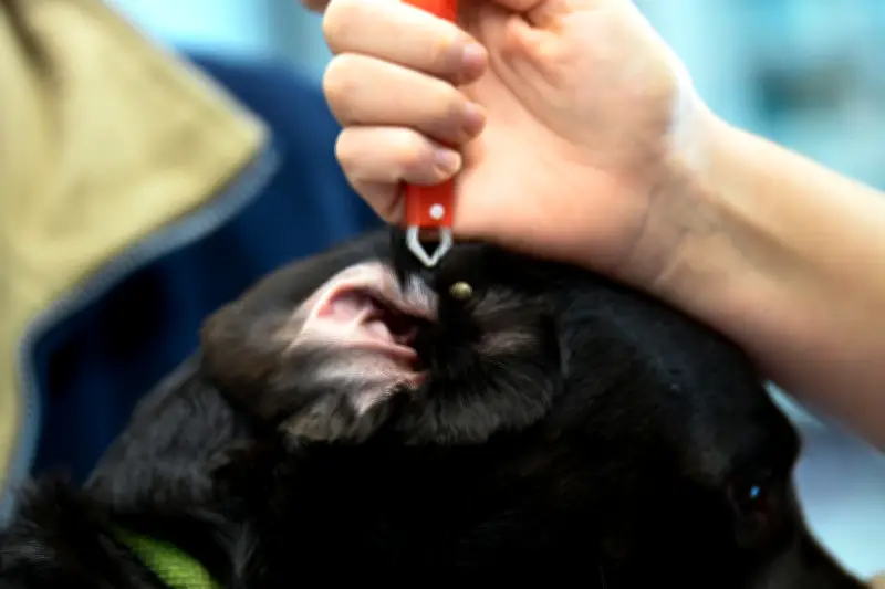 Zecke sofort entfernen: So schützen Sie Ihr Haustier vor Parasiten