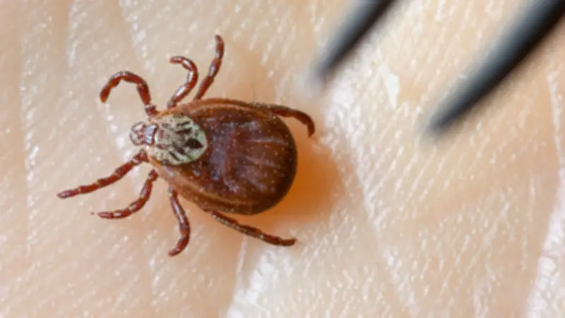 Zecken-Alarm in Deutschland: Todesfälle durch Borreliose und FSME steigen deutlich an