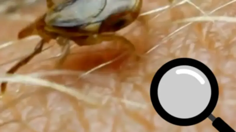 Zecken-Alarm: Mit diesem Smartphone-Hack jede Zecke sofort aufspüren