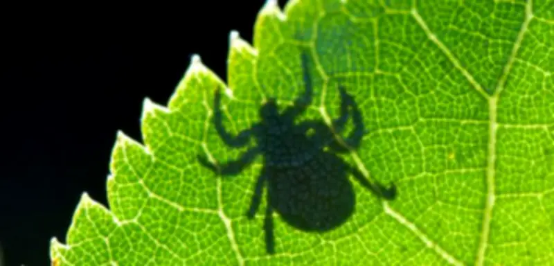 Zecken-Gefahr steigt: Warum die FSME-Impfung jetzt wichtiger denn je ist