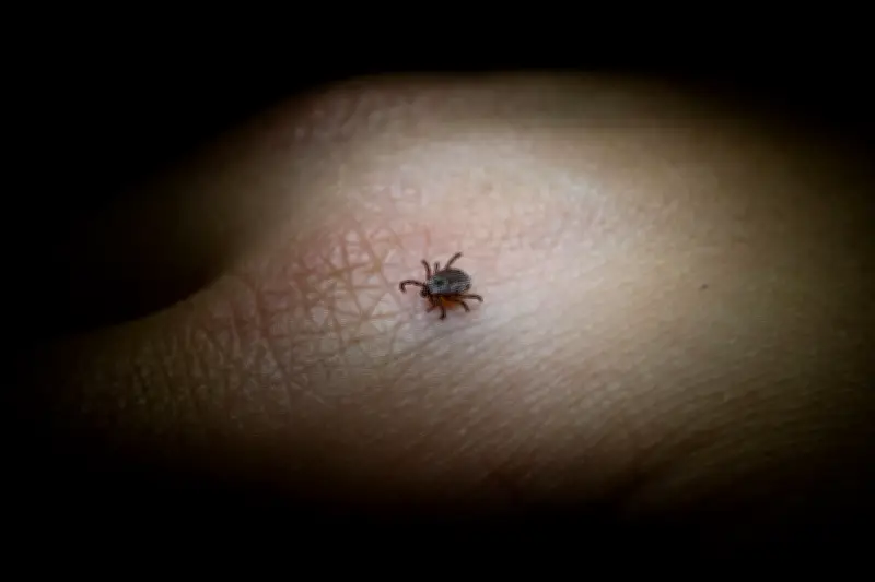 Zeckenabwehr: 6 effektive Tipps zum Schutz vor Borreliose und FSME