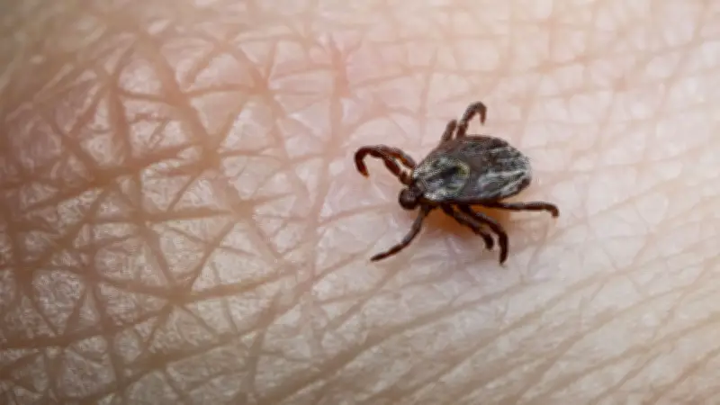 Zeckenalarm in Sachsen-Anhalt: FSME und Borreliose-Infektionen nehmen deutlich zu