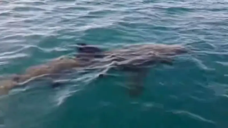 Zehn Meter langer Riesenhai vor französischer Küste gesichtet