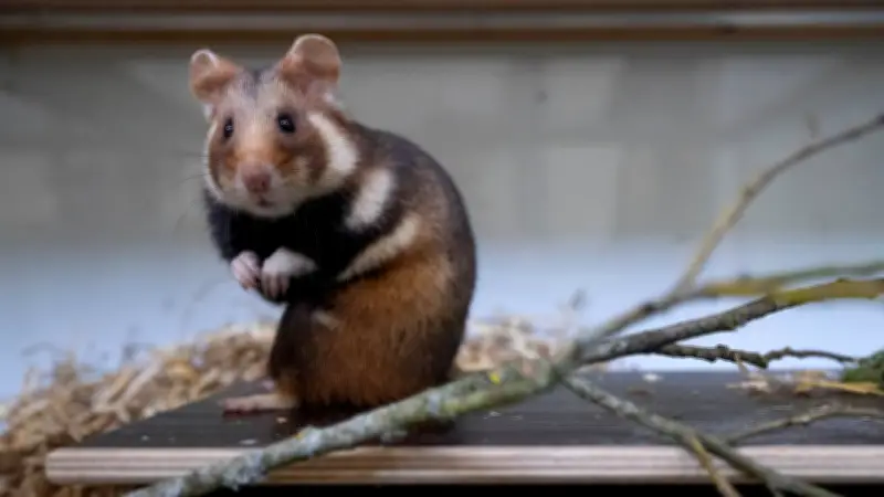 Zoo Leipzig züchtet erfolgreich bedrohte Feldhamster: 265 Jungtiere in einem Jahr