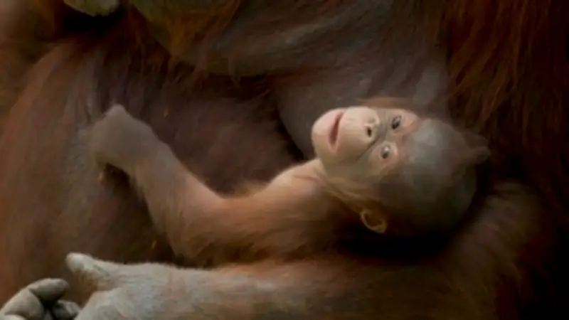 Zoo Madrid feiert seltene Geburt: Borneo-Orang-Utan-Baby erblickt das Licht der Welt