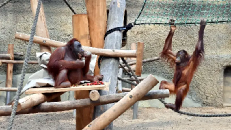 Zoo Rostock: Orang-Utan-Anlage saniert, Humboldteum geplant