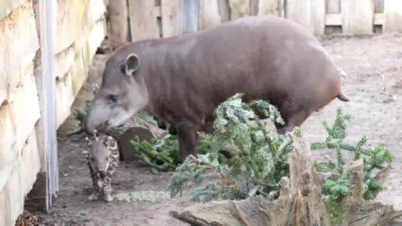Zuchterfolg in Schwerin: Erstmals seit elf Jahren wieder ein Tapir-Baby im Zoo