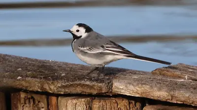 365 Tage, 365 Tiere: Der geschickte Jäger in Halle entdeckt