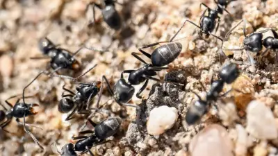 Ameisen-Invasion in Karlsruhe: Hunderte Insekten fallen über Schulkinder her