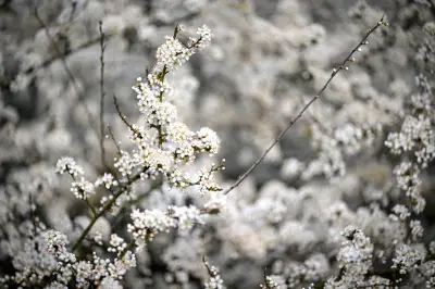 Auffällige Raupennester in Berlin: Keine Gefahr für Menschen