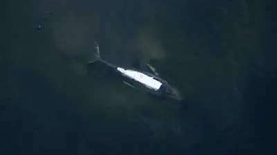 Backhaus unterbricht Pressegespräch: Handy-Klingeln sorgt für peinliche Szene