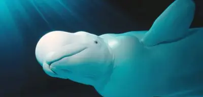 Belugawal in der Flensburger Förde gesichtet: Seltene Ostsee-Sichtung sorgt für Aufsehen